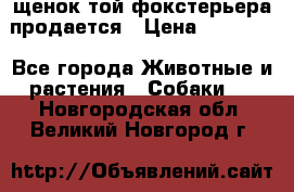 щенок той-фокстерьера продается › Цена ­ 25 000 - Все города Животные и растения » Собаки   . Новгородская обл.,Великий Новгород г.